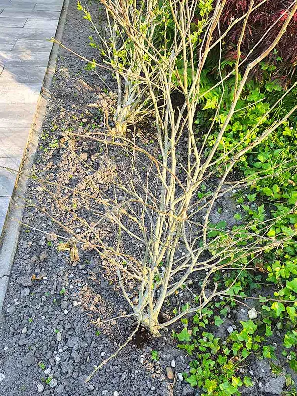 Hibiscus with no leaves, althea bush, garden hibiscus with no leaves