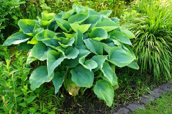 The hosta is already sprouting leaves early again
