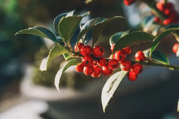 Plants for Decoration: Holly (Ilex aquifolium JC van Tol)
