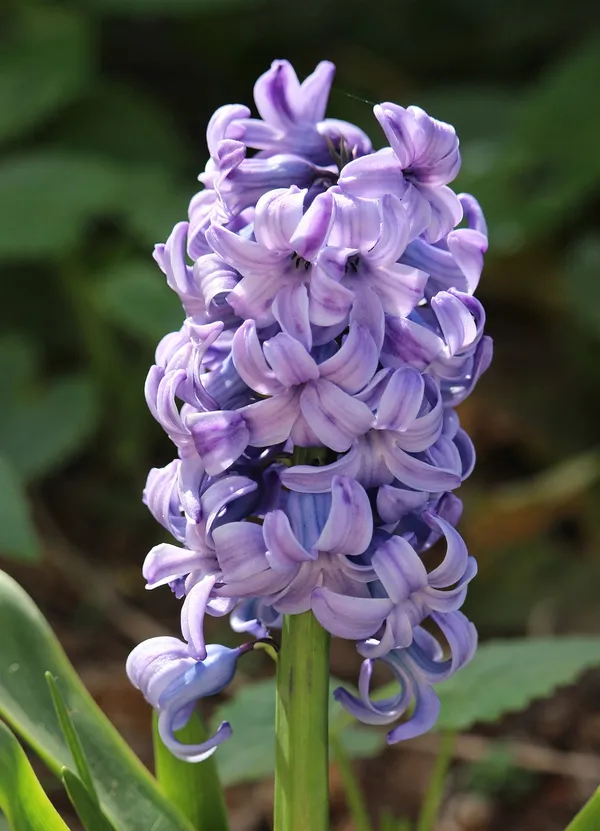 fragrant hyacinth