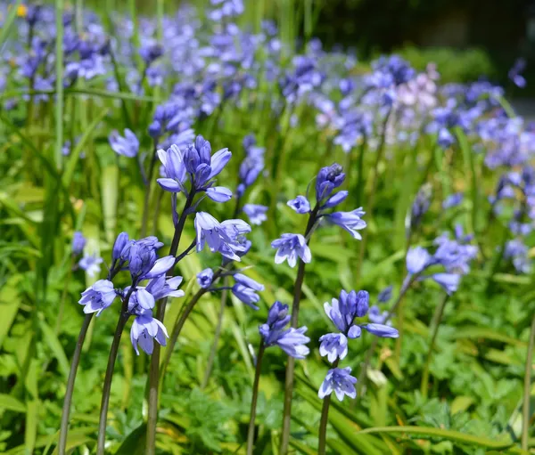 Wildflower bulbs: bluebell