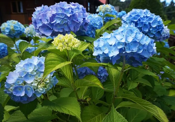Blue hydrangea - acidic soil