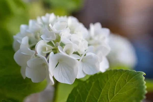 White bloom on the hydrangea