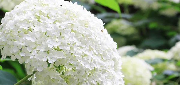 Plants with white flowers: hydrangea