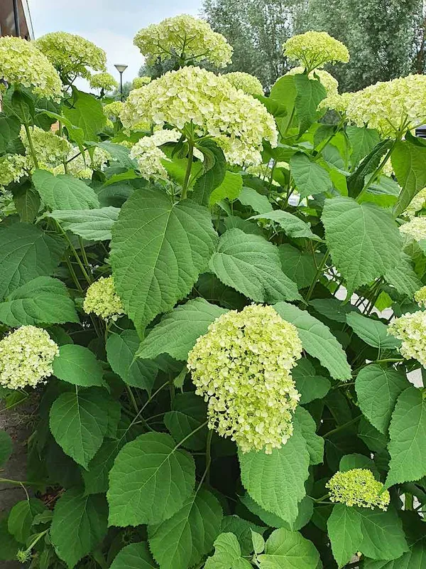 A hydrangea that doesn't fall over or sag:  Hydrangea Strong Annabelle
