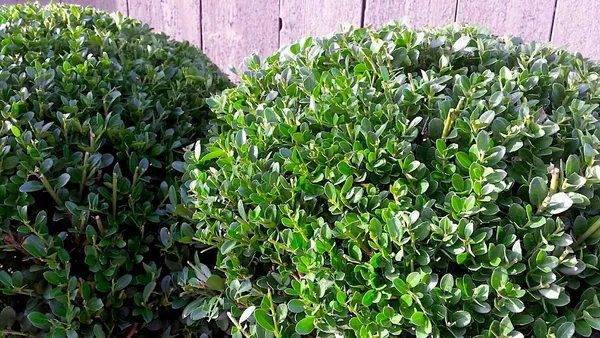 Ilex crenata - Japanese holly