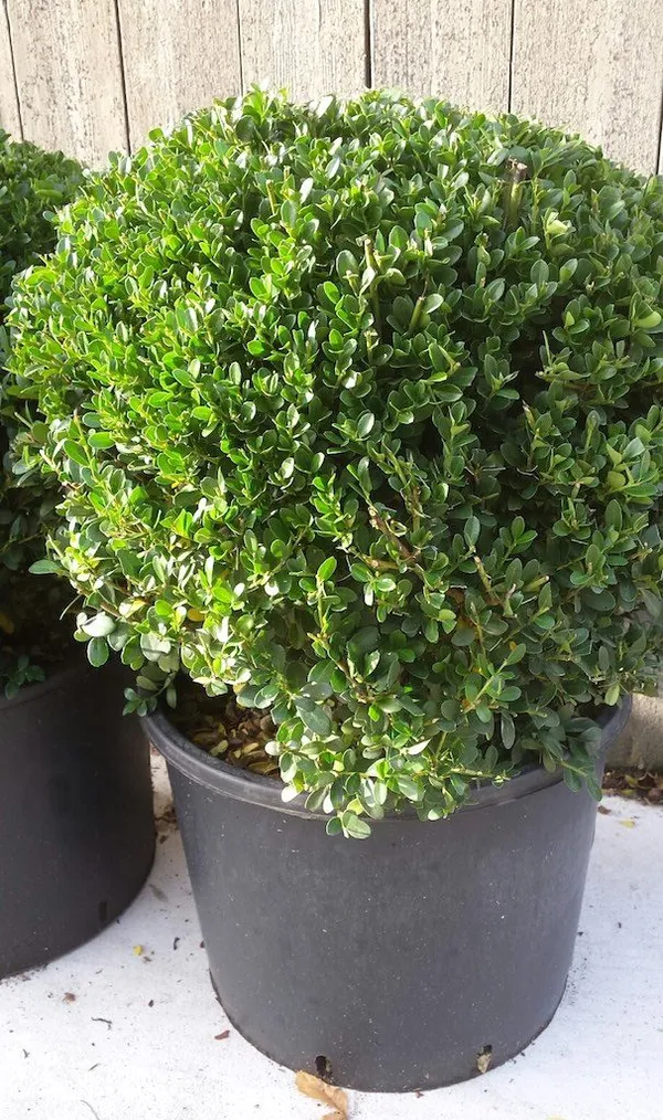 Ilex crenata - Japanese holly