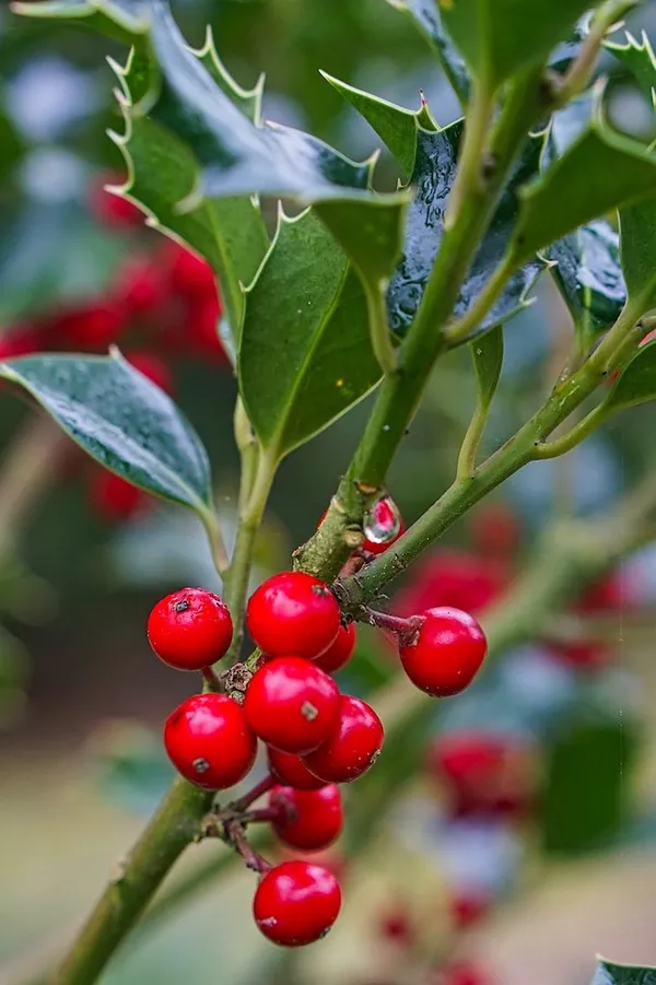 The Most Beautiful Berries for Birds - Ilex aquifolium (holly)