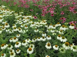 What is a perennial plant?