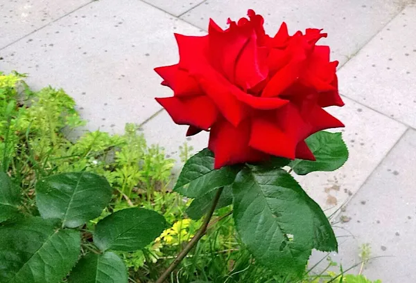 Ingrid Bergman, a rose on clay soil