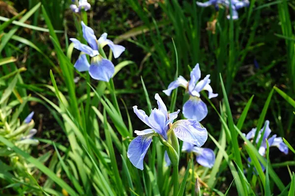 Iris blooms in the spring in a prairie garden or perennial garden