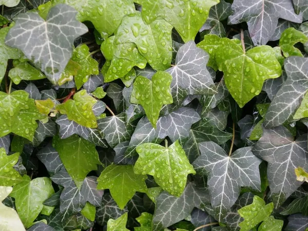 Ivy: one of the best ground covers