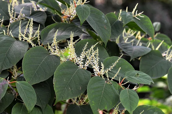 Identifying Weeds - Japanese Knotweed
