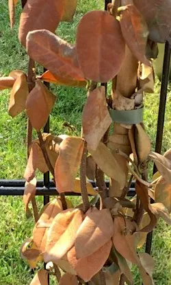 Star jasmine or Tuscan jasmine leaves are brown and dry