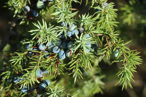 Conifers as Hedge Plants - Juniperus
