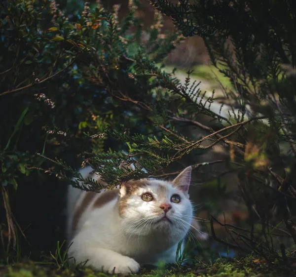 Cats (almost) always find a way...