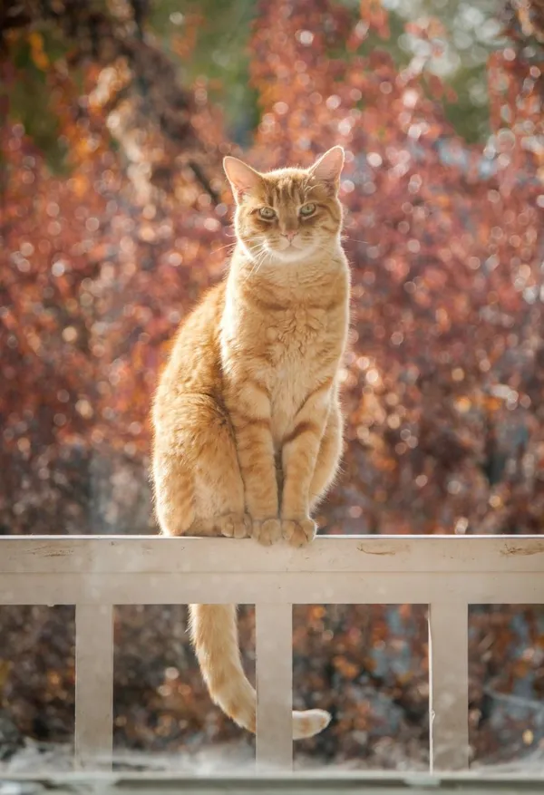 How can I keep cats out of the yard?