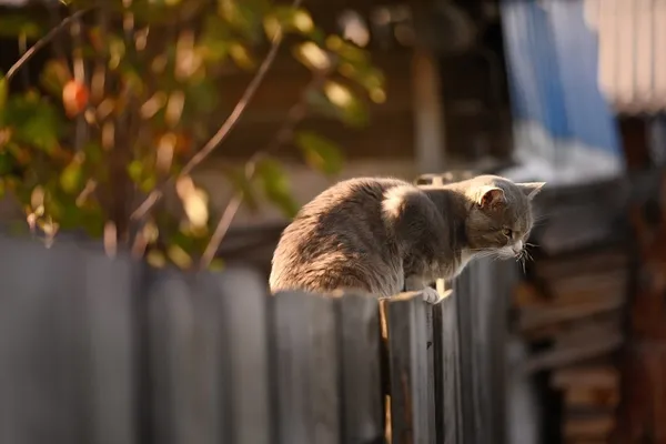 How can you keep cats out of your yard?