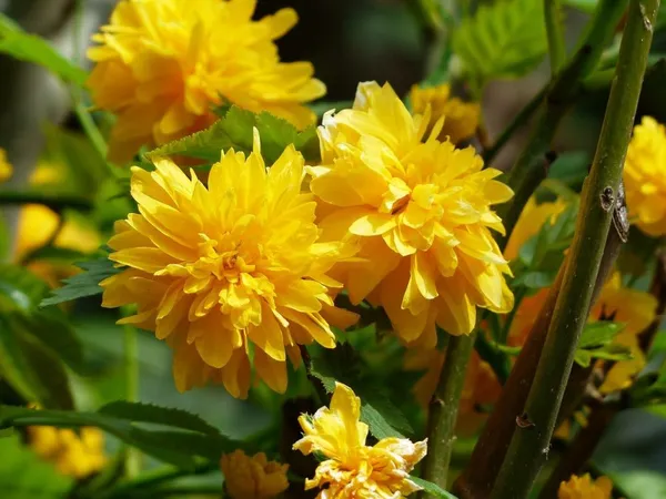 yellow kerria