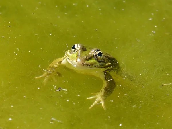 Preventing and Controlling Thread Algae in Ponds
