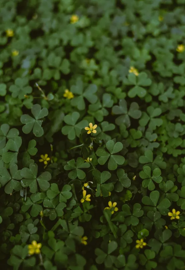 Preventing Weeds - Wood Sorrel