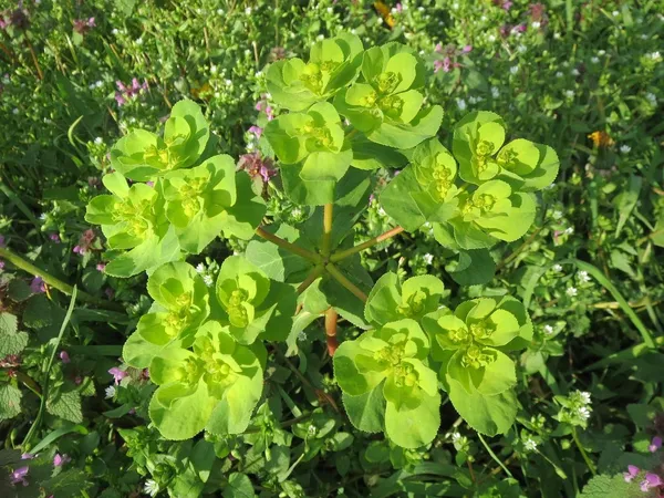 Identifying Weeds - Milk Vetch