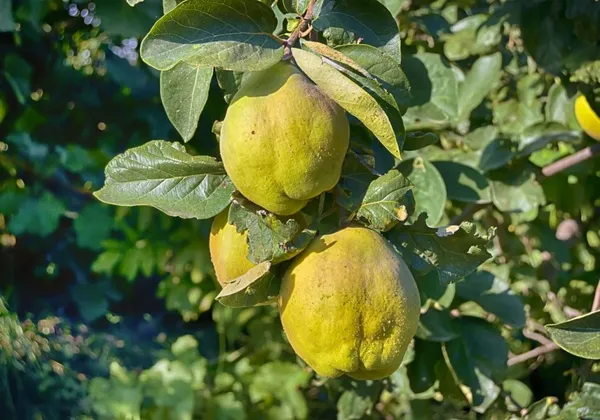 quince in the shade (Cydonia oblonga)