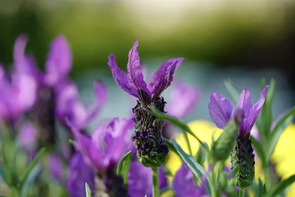 Crested lavender, spike lavender, or butterfly lavender