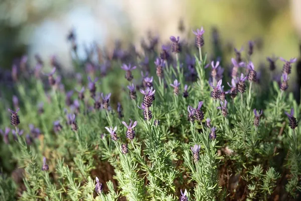 Lavandula stoechas