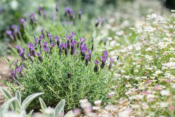 Combining Plants: Lavender and Wall Speedwell