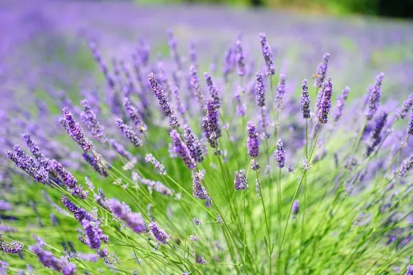 lavender hybrids, also known as lavandin