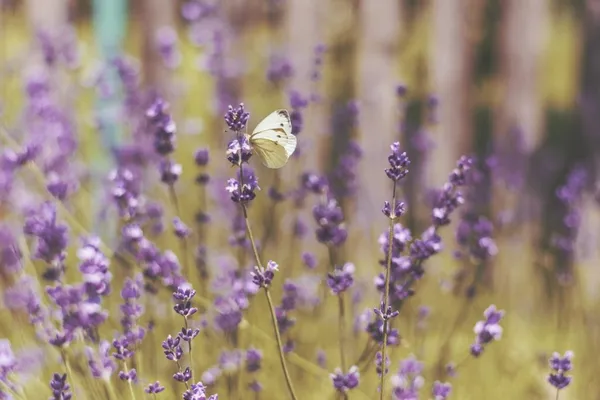 Do you need to water lavender?