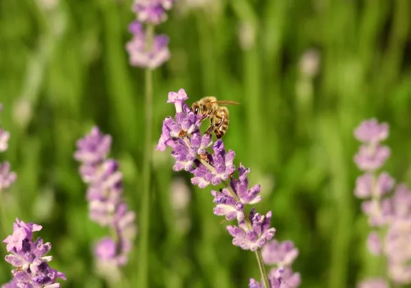 pink lavender