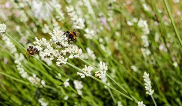 white lavender