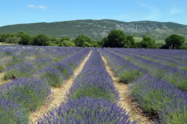 Field of lavender
