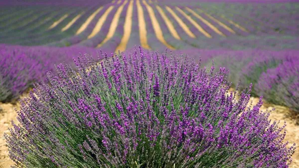 Lavender field: dry soil