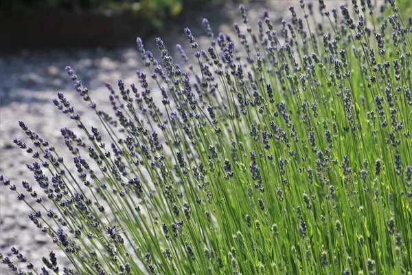 Lavender Planting, Care, and Frequently Asked Questions