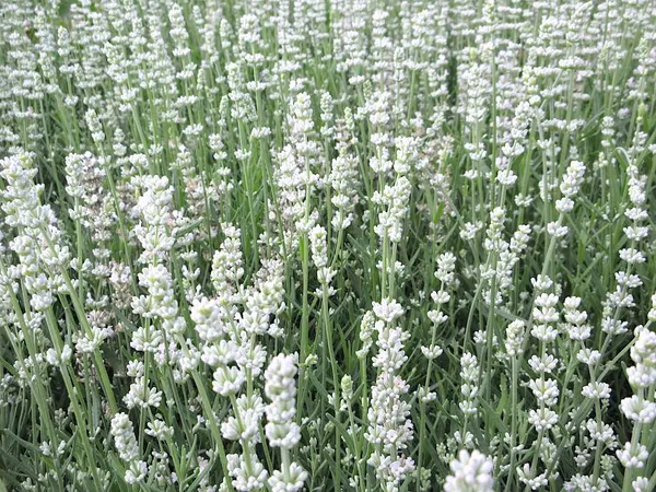 Lavender - Lavandula angustifolia Alba