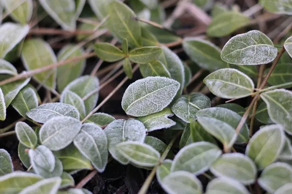 Can you plant during a night frost?