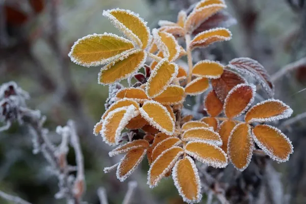 Can frost harm plants?