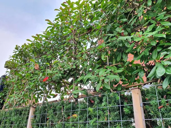 Privacy with espalier trees in your garden