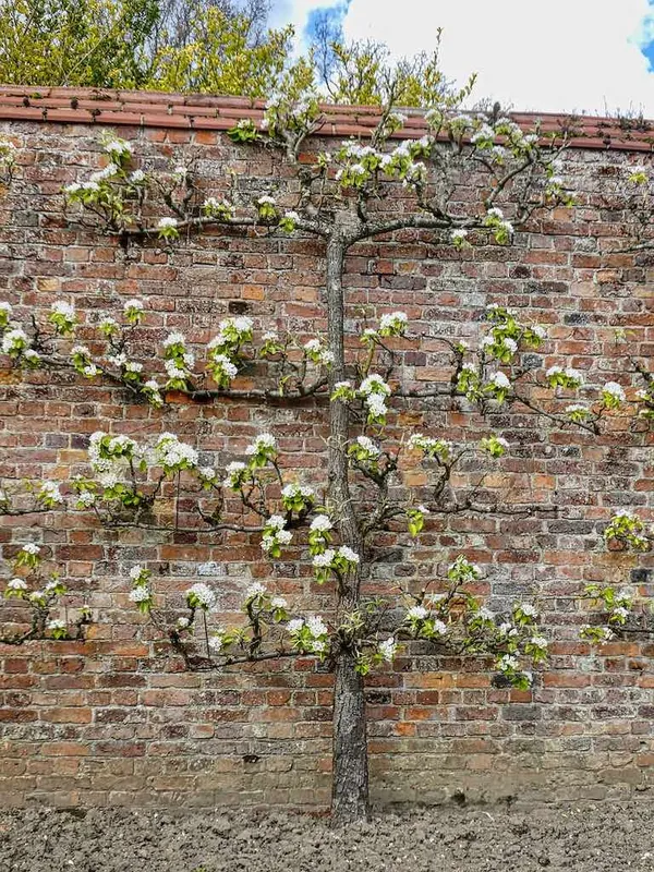 Leifruit fruit tree in a small garden