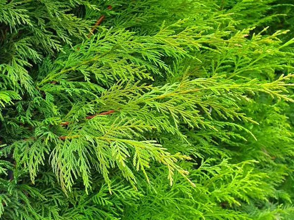 Conifers as Hedge Plants - Cupressocyparis Leylandii