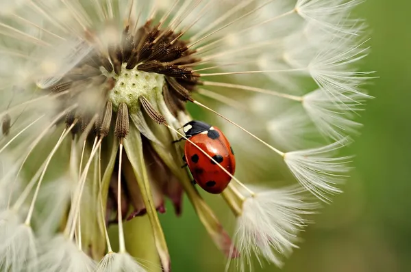 No pesticides. Sustainable garden (ladybug)
