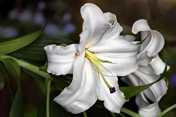 Summer bulbs: lilies