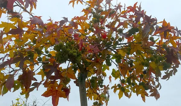 Fall Colors in a Small Garden - Liquidambar (Sweetgum) in Fall