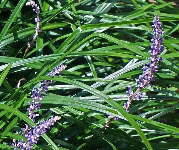 Evergreen Perennials as Ground Cover - Liriope
