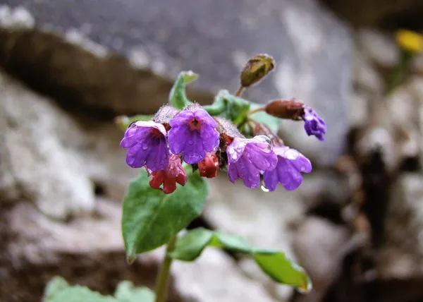 Which Plants Grow in the Shade? - Pulmonaria (lungwort)