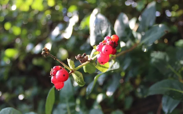 The Most Beautiful Berries for Birds - Lonicera (Honeysuckle)