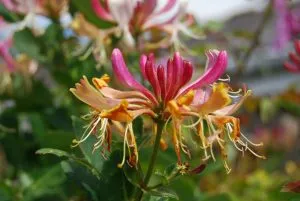 Evergreen climbing plants